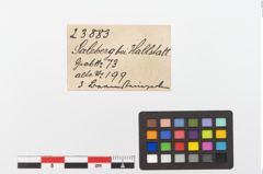 Etiketten zu Bernsteinperle (NHMW-PRAE-023883)
